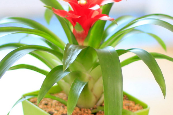 鴻運(yùn)當(dāng)頭的葉杯是哪個地方