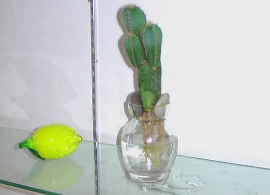 仙人掌可以水培嗎，仙人掌水培方法和注意事項(xiàng)