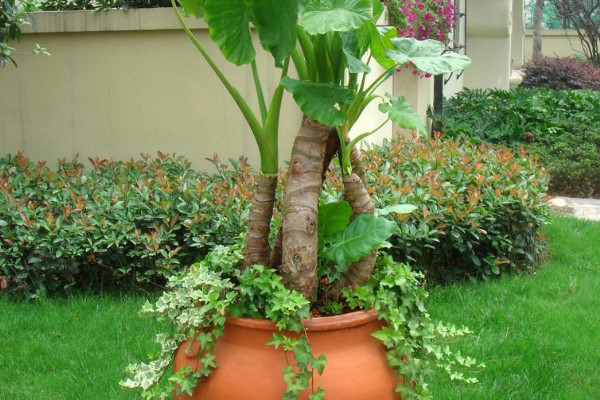 滴水觀音常見(jiàn)病狀