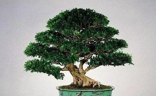 九里香盆栽的養(yǎng)殖方法，老農(nóng)總結五點最實用的養(yǎng)殖方法