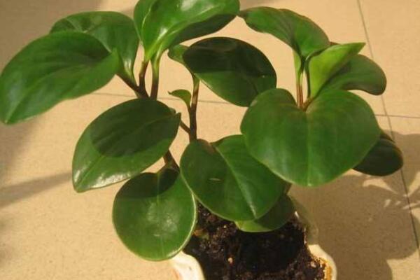 碧玉葉子發(fā)黃怎么回事