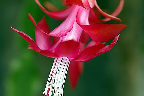 鴻運(yùn)當(dāng)頭從播種到開花多長時(shí)間