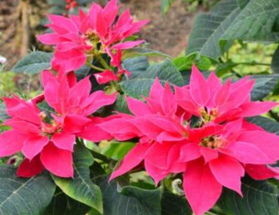 一品紅多久澆一次水，不同季節(jié)不同澆水量(澆則澆透)