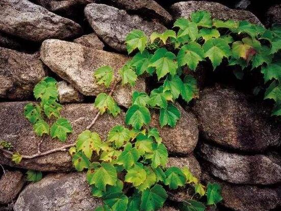 常春藤開(kāi)花嗎，花期從秋季一直到春季