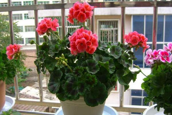 天竺葵冬天怎么養(yǎng)，做好以下5點(diǎn)才是關(guān)鍵