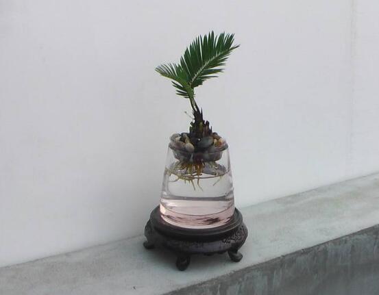 鐵樹可以水培嗎，鐵樹水培方法