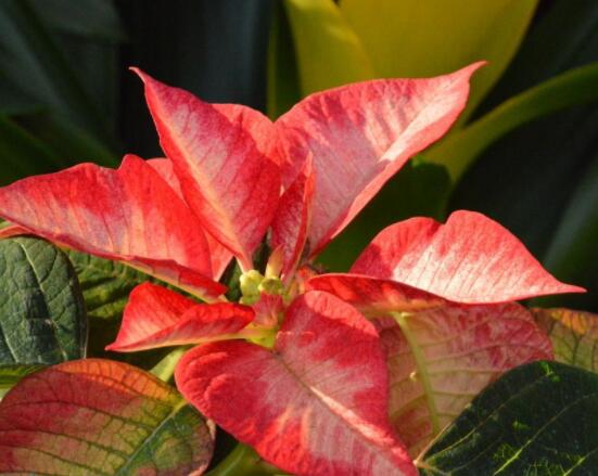 一品紅多久澆一次水，不同季節(jié)不同澆水量(澆則澆透)