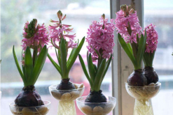 風(fēng)信子花謝了怎么處理，花謝了不要丟、保留種球來(lái)年還可以開(kāi)花