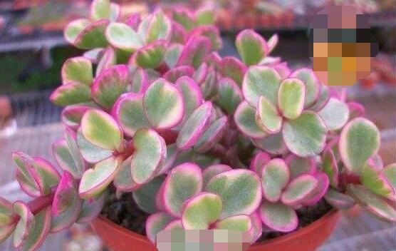 雅樂(lè)之舞怎么養(yǎng)出粉色，盆土合理/肥水結(jié)合/光照溫度適當(dāng)