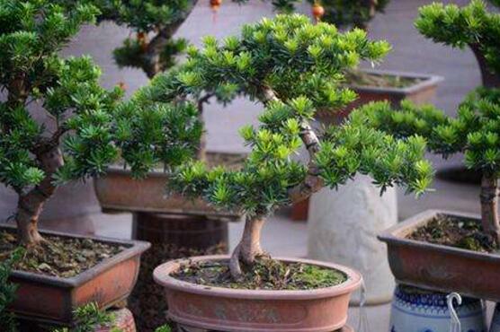 盆栽羅漢松怎么養(yǎng)，盆栽羅漢松養(yǎng)殖方法