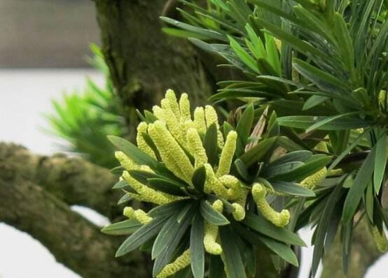 羅漢松可以水培嗎，羅漢松水培養(yǎng)殖方法