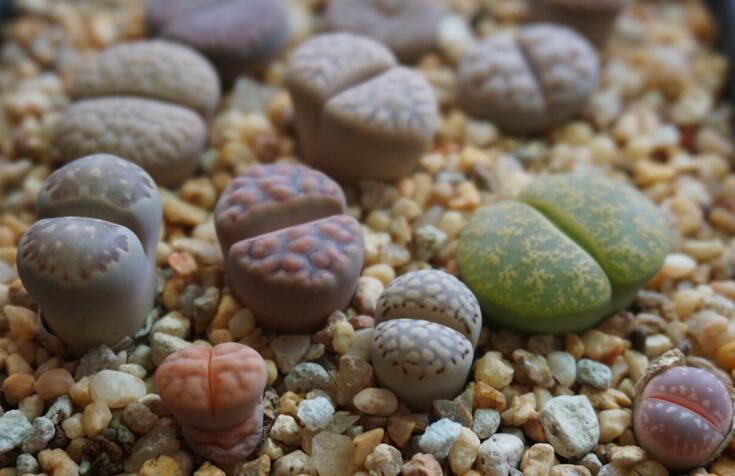 生石花怎么澆水，根據(jù)土壤的干濕程度來衡量澆水程度