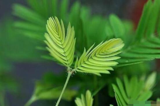 含羞草對人體有害嗎，微毒無害/美化家居、凈化空氣