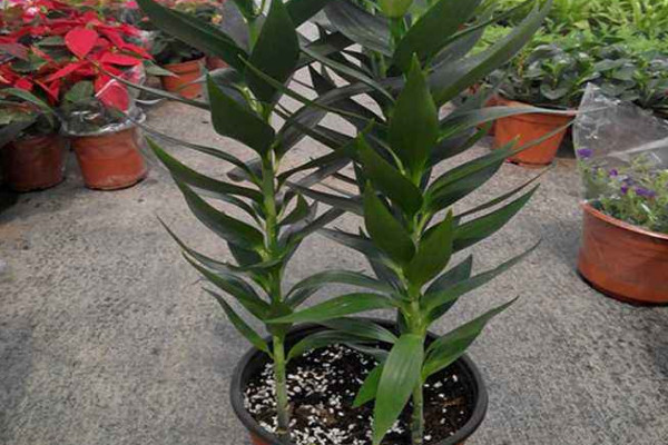 盆栽百合花的養(yǎng)殖方法和注意事項