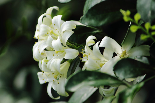 九里香的養(yǎng)殖方法花期