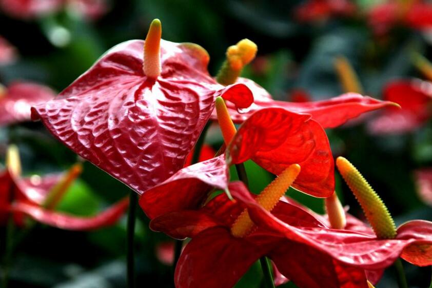 紅掌用什么土栽培，疏松、透氣、有營養(yǎng)很關(guān)鍵