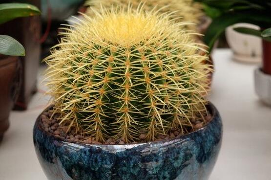 仙人球爛了怎么辦，及時修剪爛根、消毒/保持通風(fēng)透氣