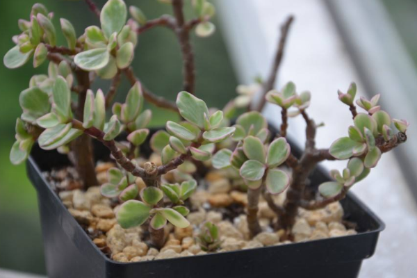 雅樂之舞怎么養(yǎng)成粉色，掌握以下要點是關鍵