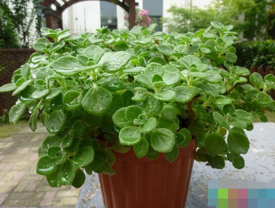 碰碰香怎么換盆，做好脫盆處理修剪根系/春季最佳