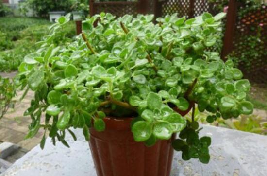 碰碰香怎么養(yǎng)茂盛，只需做好五個要點盆盆爆滿