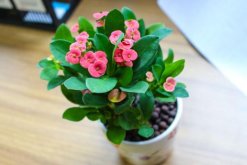 虎刺梅致癌真的假的，養(yǎng)殖虎刺梅的土壤含有致癌物質(zhì)