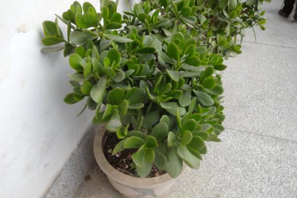 燕子掌冬天怎么養(yǎng)殖，做好以下4點(diǎn)可保植株順利越冬