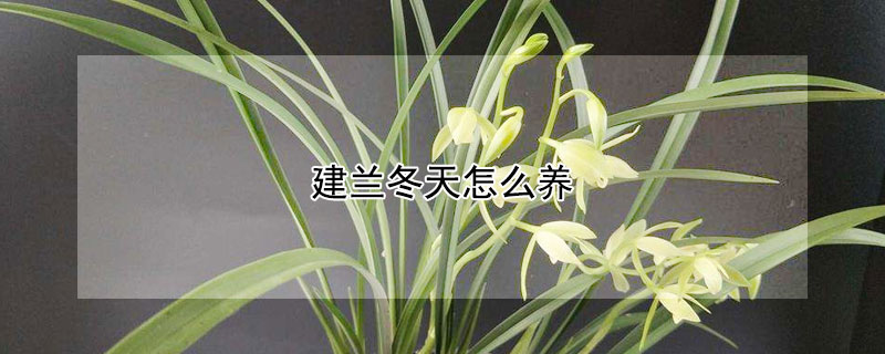 建蘭冬天怎么養(yǎng)