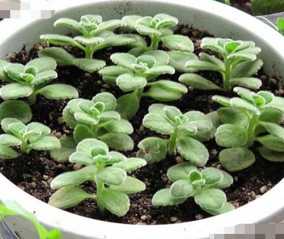 碰碰香怎么扦插，春夏秋季均可/以最基部枝條為主