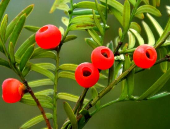 紅豆杉適合擺放在哪里，盤(pán)點(diǎn)風(fēng)水最好的五個(gè)位置