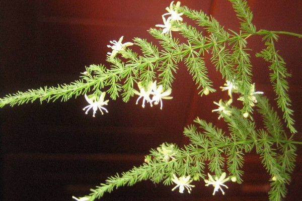 文竹開花是好兆頭嗎，象征好運(yùn)來臨生活幸福