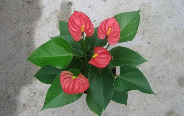 紅掌的催花方法，加強(qiáng)日常管理（溫度、光照、通風(fēng)、肥水）