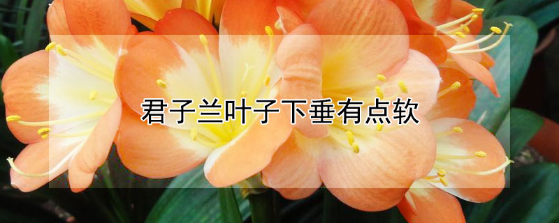君子蘭葉子下垂有點(diǎn)軟