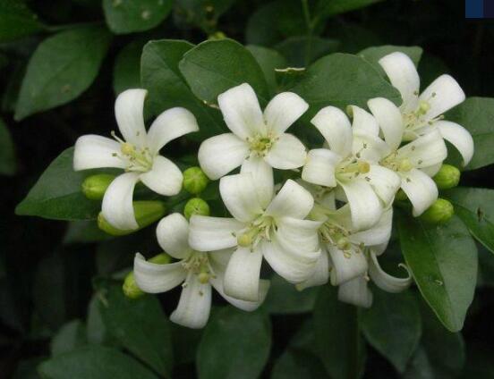 九里香每年開(kāi)多少次花，一年獨(dú)開(kāi)一次花(花期4-8月)