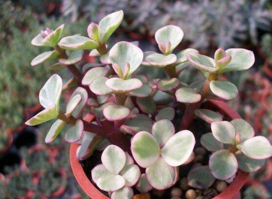 雅樂之舞怎么修剪，流枝修剪最為簡單(應(yīng)用廣泛)