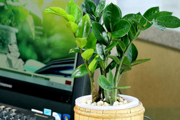 金錢(qián)樹(shù)怎么長(zhǎng)的快