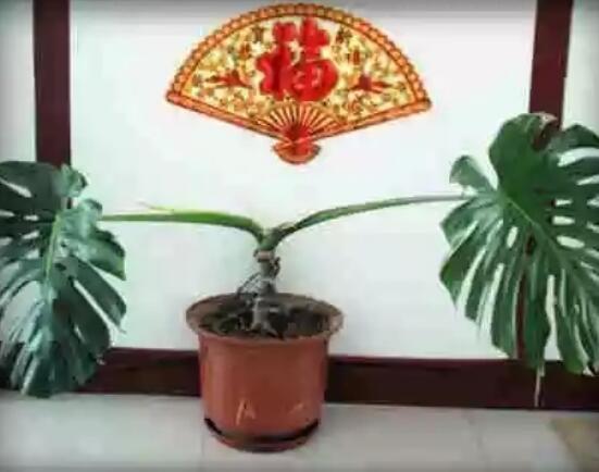 龜背竹滴水是怎么回事，只是一種正常的吐水現(xiàn)象(水分充足)