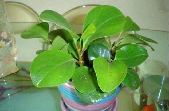 碧玉長(zhǎng)高了怎么修剪，碧玉花的修剪方法圖解