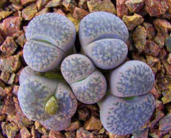 生石花移植方法，做好六點基本步驟成功率百分百