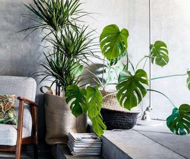 盆栽龜背竹的養(yǎng)殖方法，生長(zhǎng)所需的4個(gè)方面要點(diǎn)