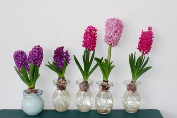 風(fēng)信子開花后怎么處理