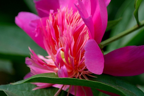 芍藥花冬天會(huì)凍死嗎