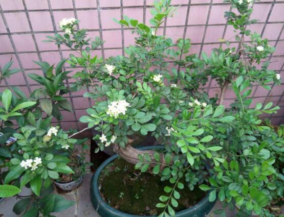 九里香剪枝后多久開花，春季修剪最佳/百天后花開爆盆