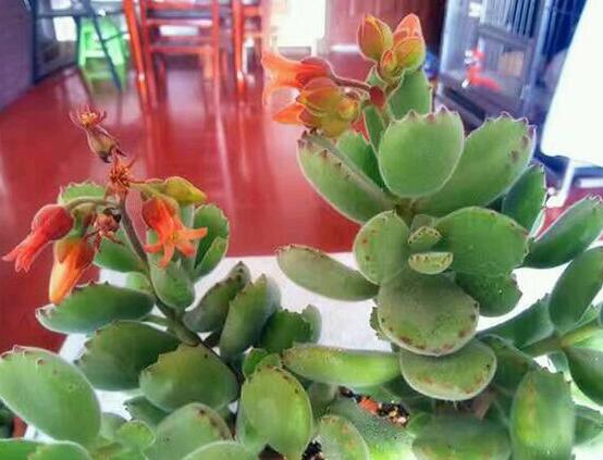 熊童子多久開花，每年7-9月間含苞盛放(夏末秋初)