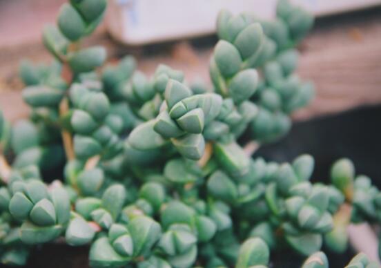 碧玉蓮葉子發(fā)黃變軟怎么辦，教你四種原因以及解決辦法