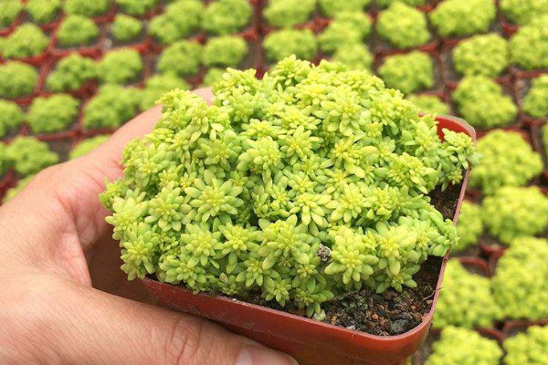 黃金草的養(yǎng)殖方法和注意事項