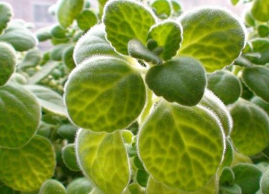 碰碰香冬天養(yǎng)殖方法，注意做好保溫保暖/減少澆水施肥