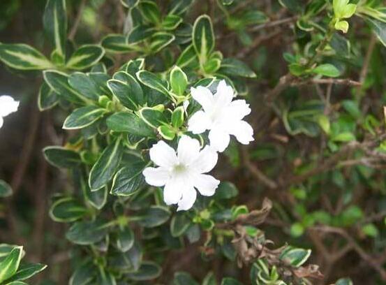 六月雪葉子發(fā)黑脫落怎么辦，做好三個要點(diǎn)即可恢復(fù)綠意