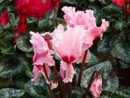 仙客來葉子嚴(yán)重發(fā)黃，老農(nóng)總結(jié)最直觀三種解決辦法