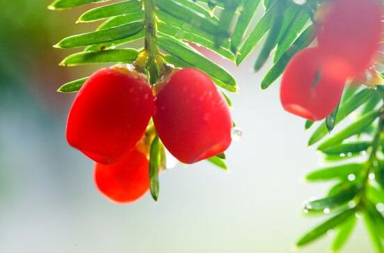 紅豆杉干枯后急救方法，教你四種方法輕松解決