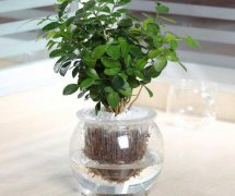 九里香可以水培嗎，九里香水培的養(yǎng)殖方法